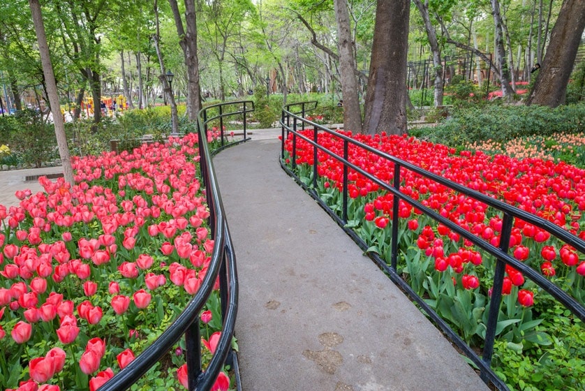 ديه فاناك ديه فاناك