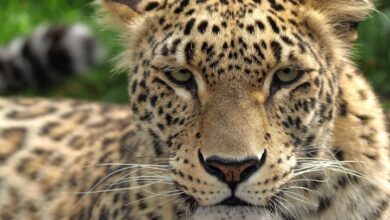 الحياة البرية والمحميات الطبيعية الإيرانية: ملاذ للتنوع البيولوجي النمر الفارسي