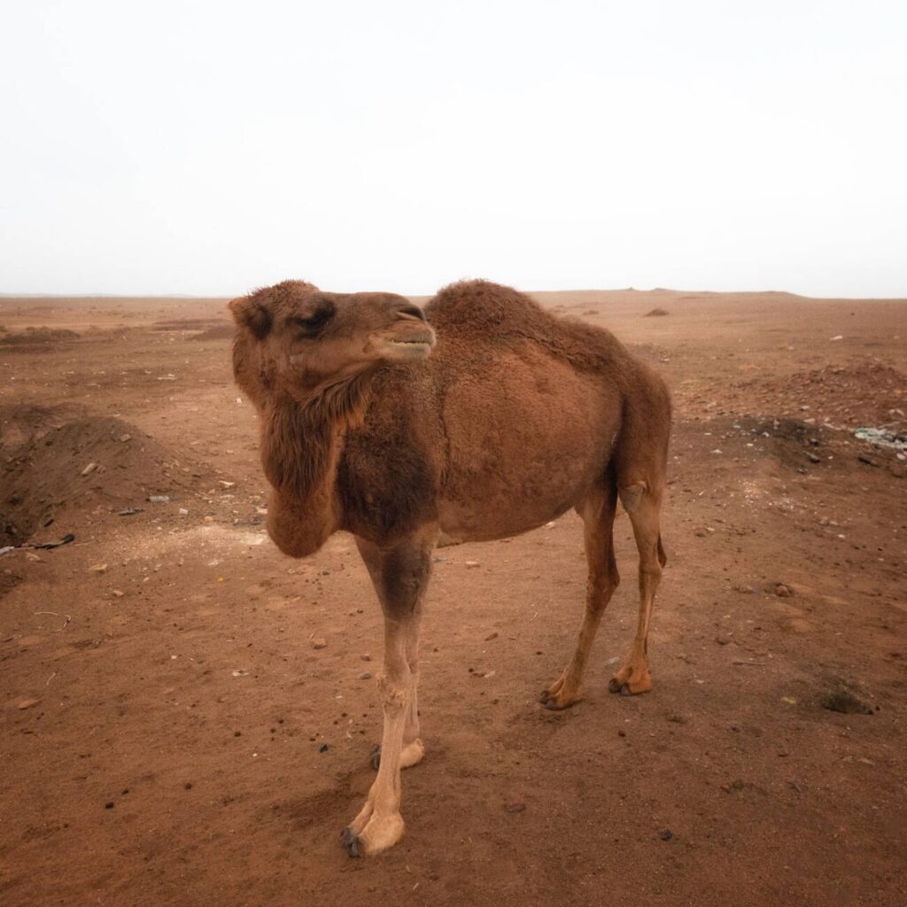 ركوب الجمال في صحراء شهداد