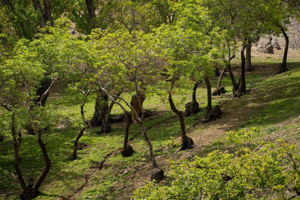 درکه