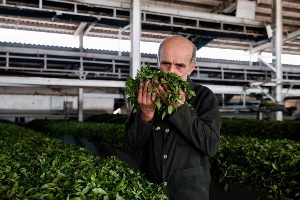 Tea Tasting Tour In Iran