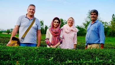 Tea Tour In Iran - Experience Iranian Tea In The North Of Iran