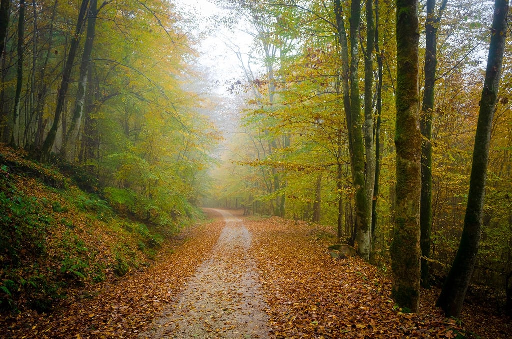 Hyrcany Forest Iran