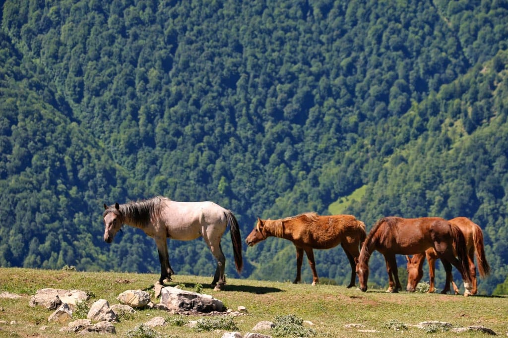 Wildlife and Nature in Iran