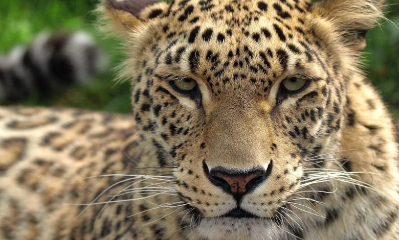 Iranian Wildlife And Nature Reserves: A Haven For Biodiversity 1 Persian Leopard