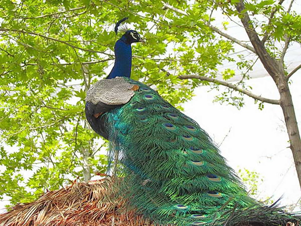 Qom Bird Garden