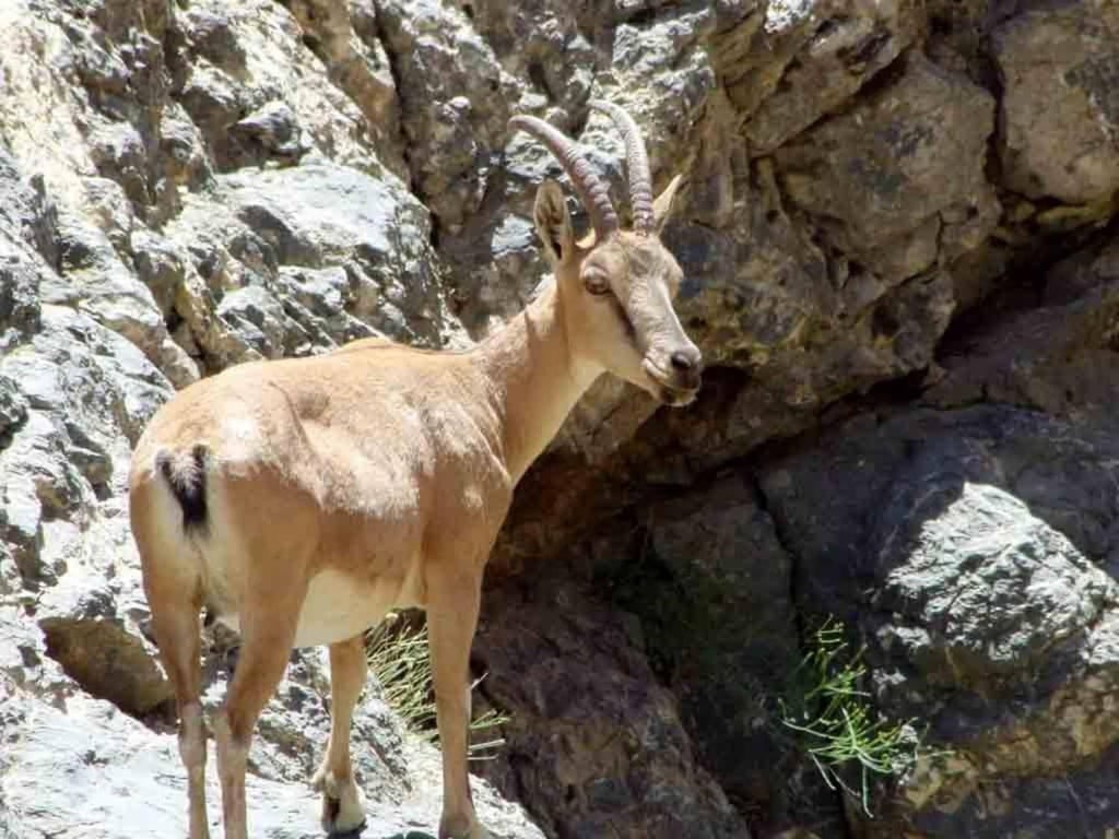 Tange Sayad National Park By Tishineh Tange Sayad National Park