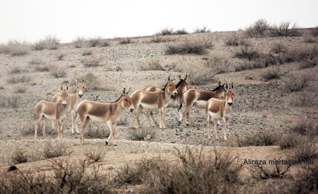 Turan National Park