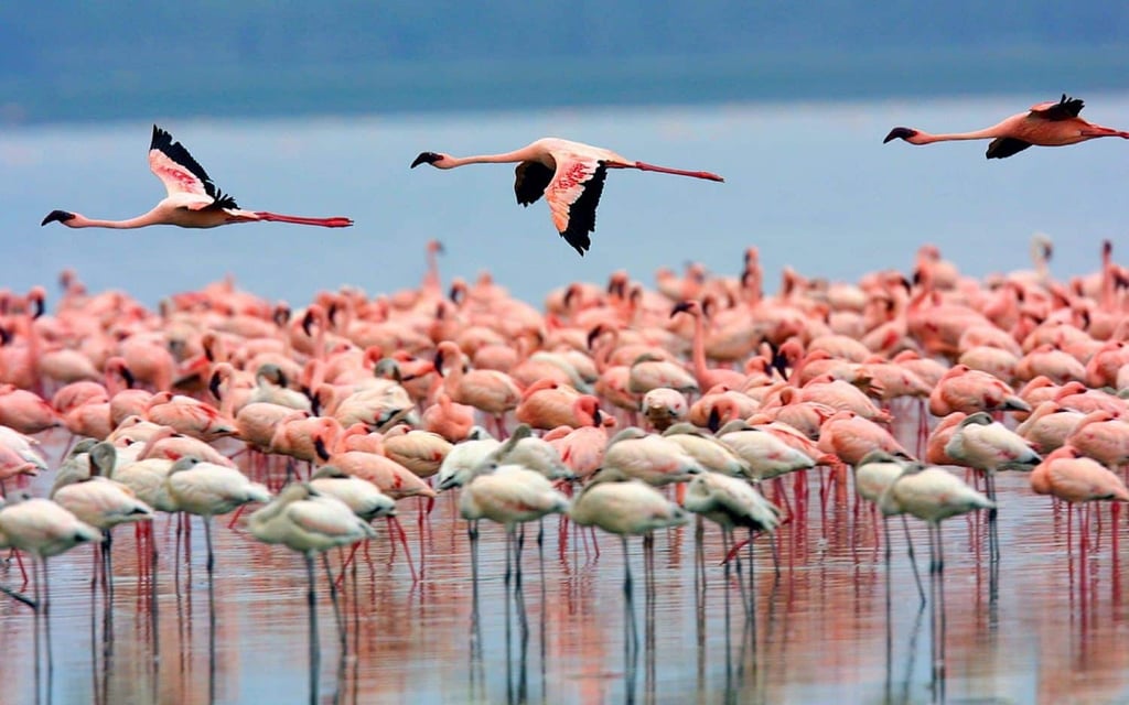 Urmia Lake National Park By Iran Front Page Urmia Lake National Park