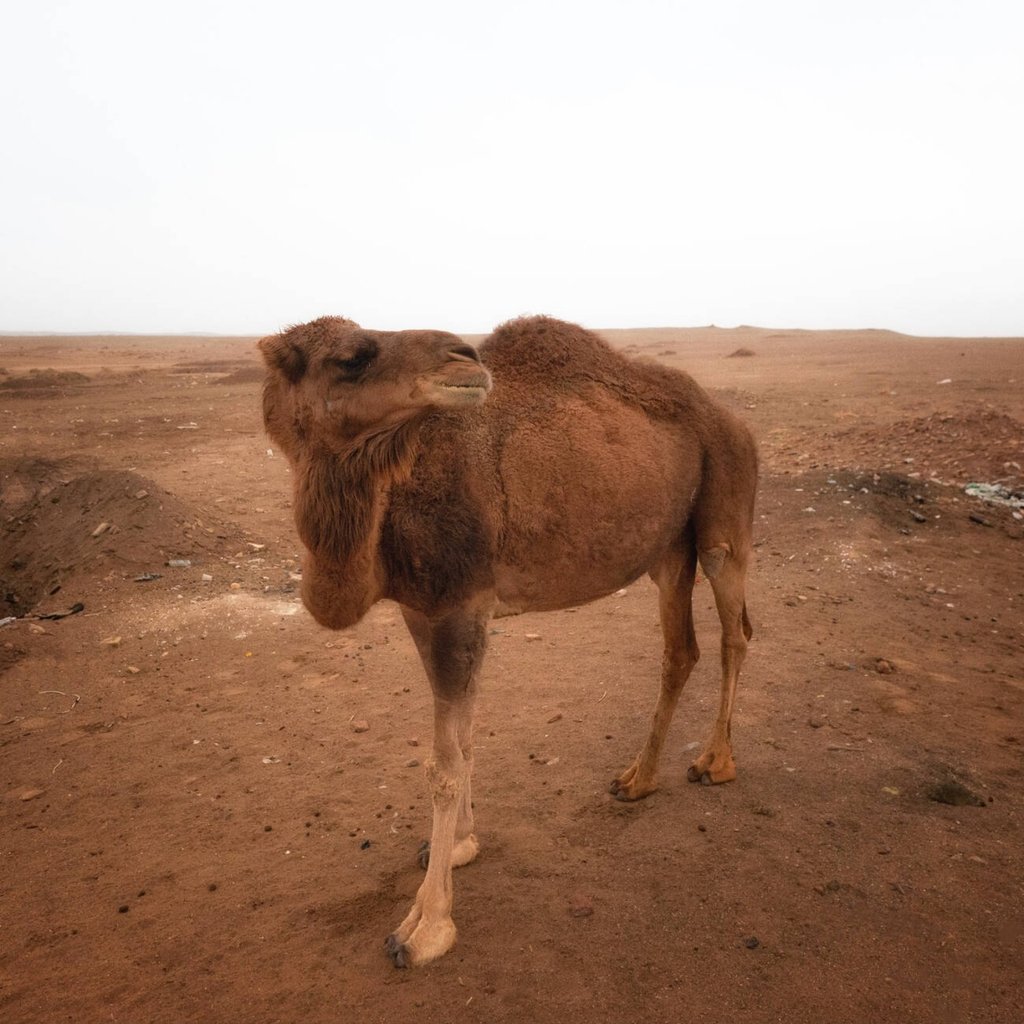 Camel Riding In Shahdad Desert