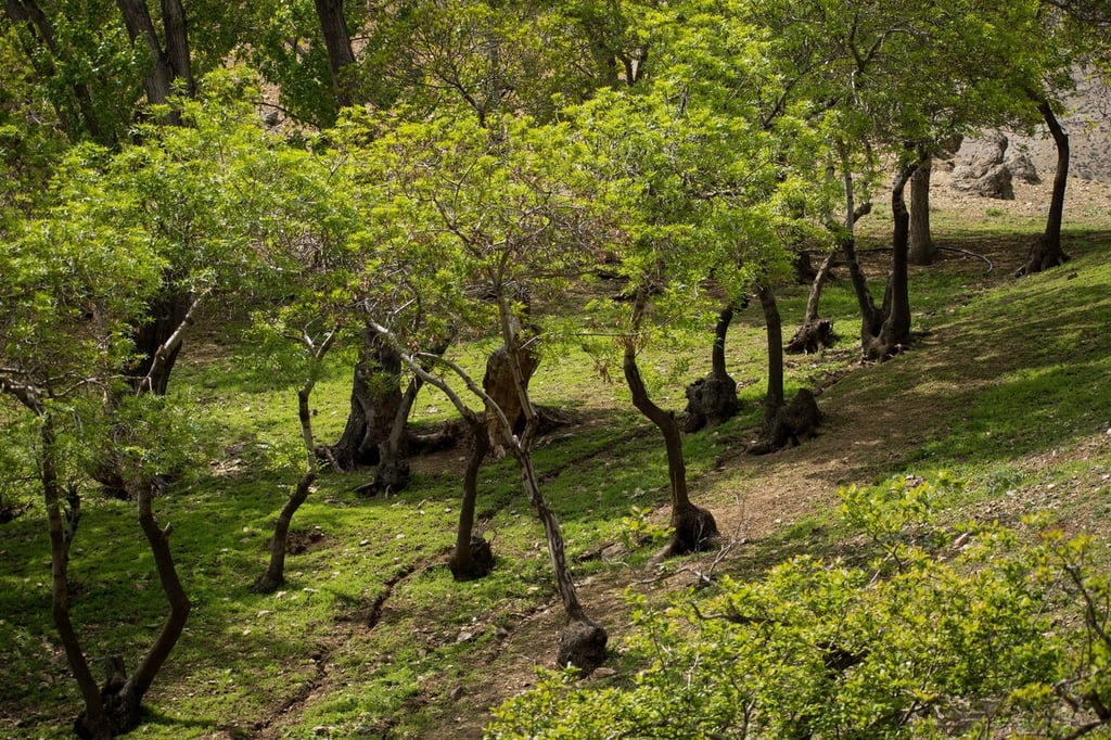 Kara Kara Forest Of Darakeh