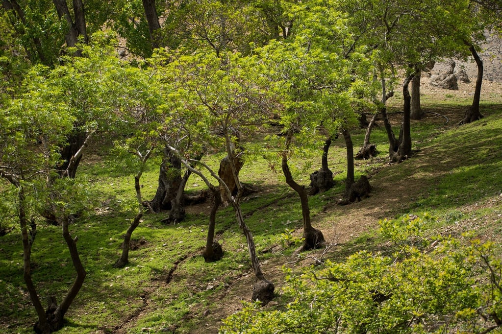 Kara forest of Darakeh