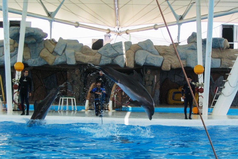 Kish Dolphin Park