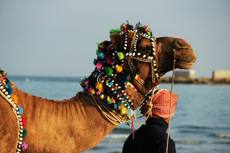Camel Riding in Qeshm