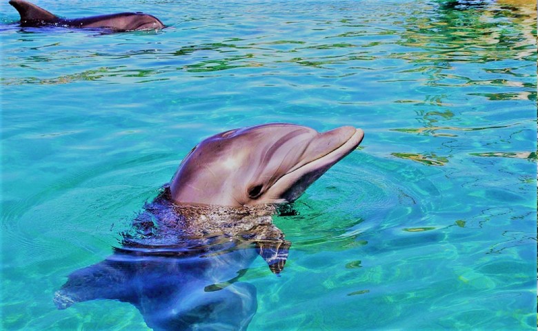Dolphin Park Of Kish Island