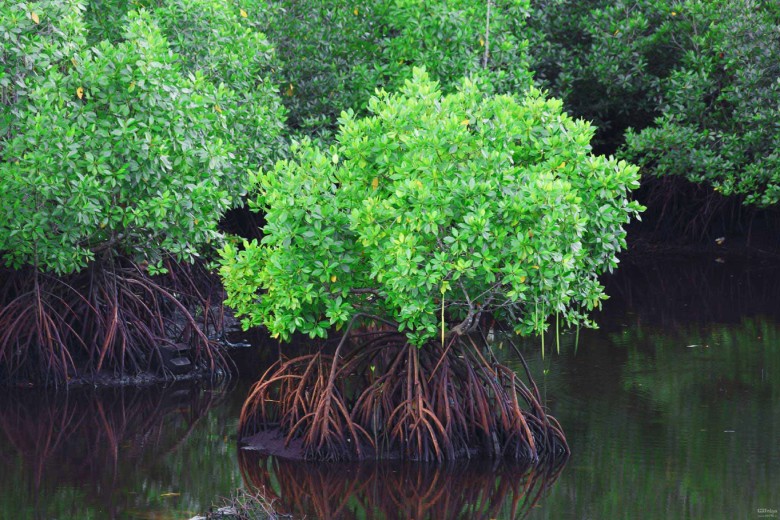 Hara Forest in Qeshm