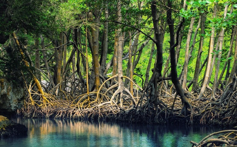 Hara Forests, Qeshm Island