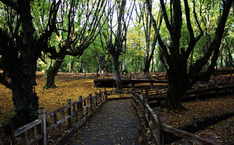 Nahar Khoran Forest Park, Gorgan, Iran