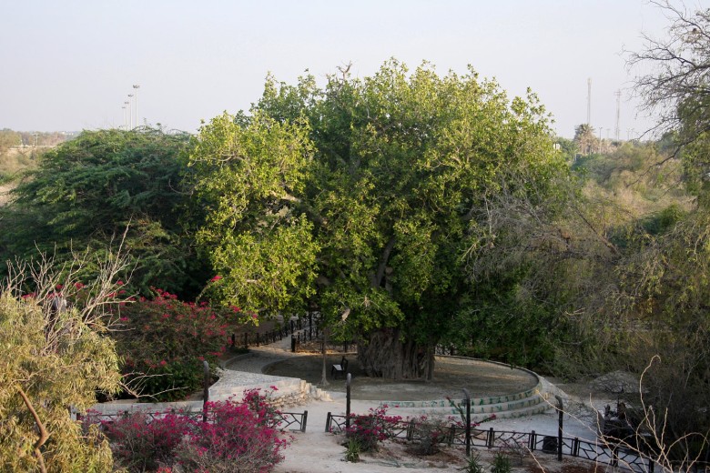 Kish Travel Guide: All You Need To Know 3 The Green Tree Of Kish