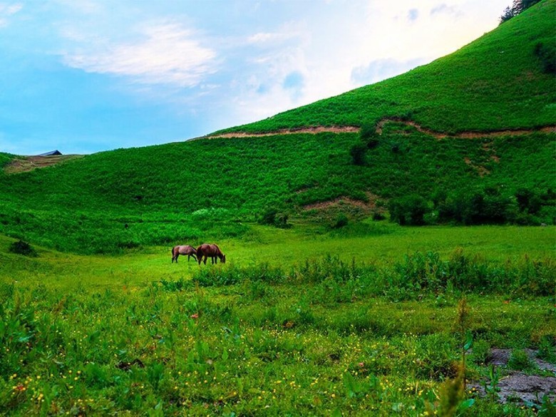 Havij Plain Near Tehran