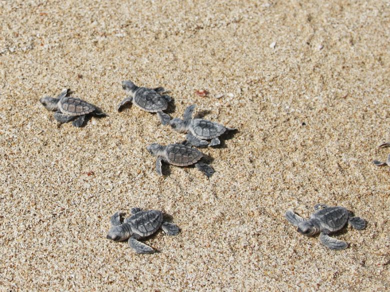 Hawksbill Sea Turtle Nesting Site In Qeshm