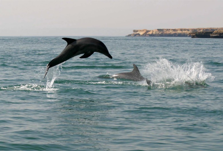 Playful Dolphins Of Hengam Island