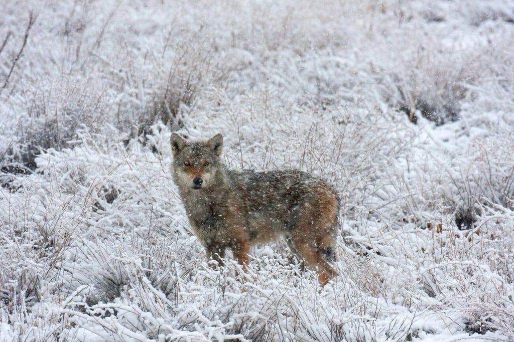 Wolf In The Heart Of Golestan