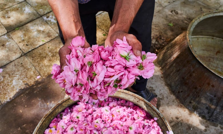 Kashan City, Distillation Of Rose For The Fabrication Of The Rose Water