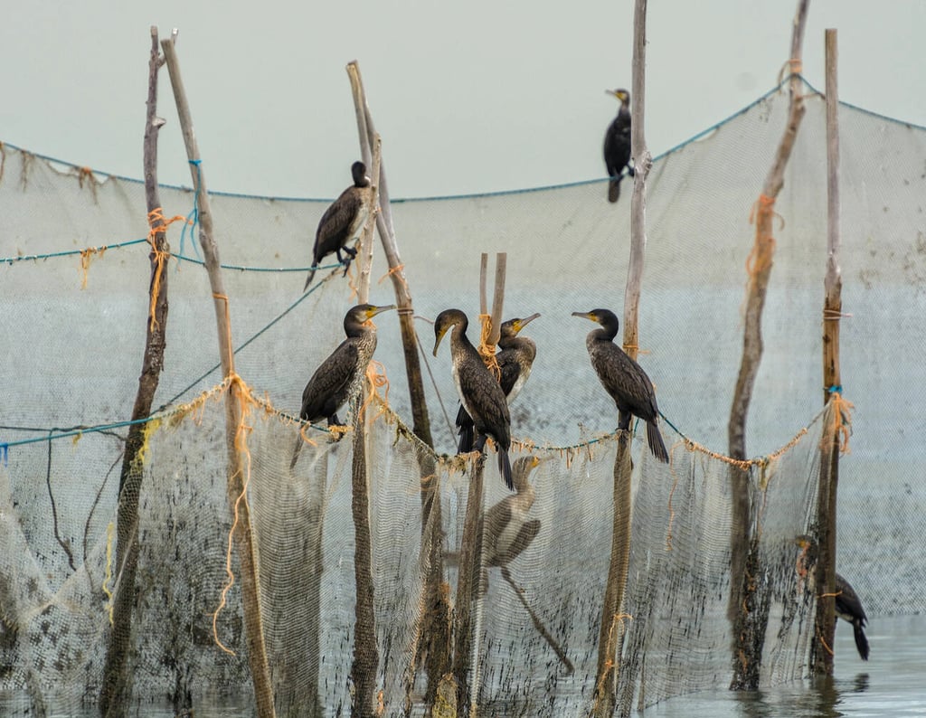 Migratory Birds At Bandar Abbas Beach