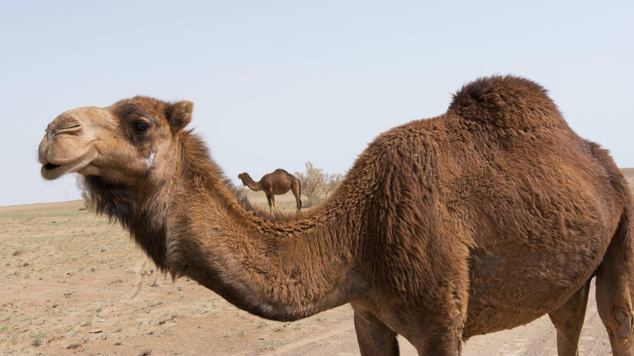 Maranjab Desert Camping Adventure