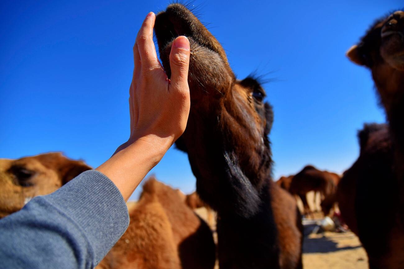 Maranjab Desert Camping Adventure