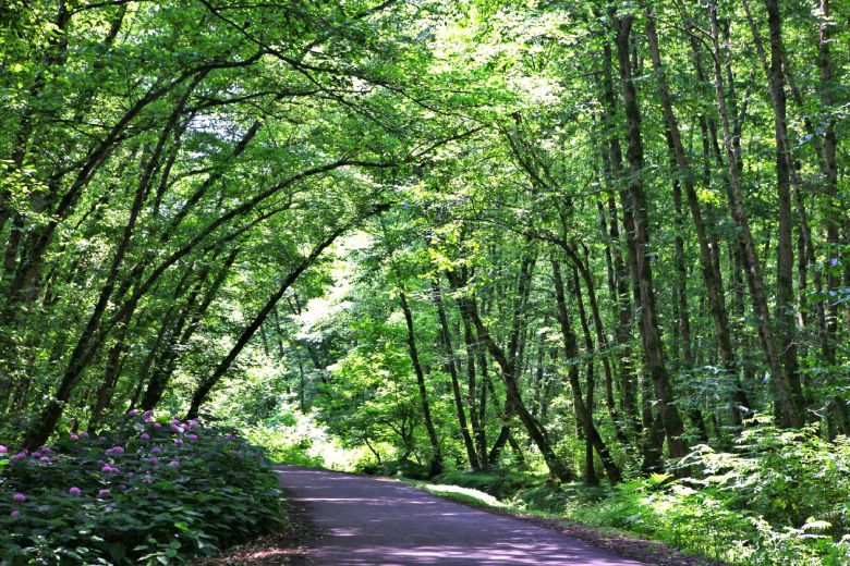 Gisum Forest, Gilan