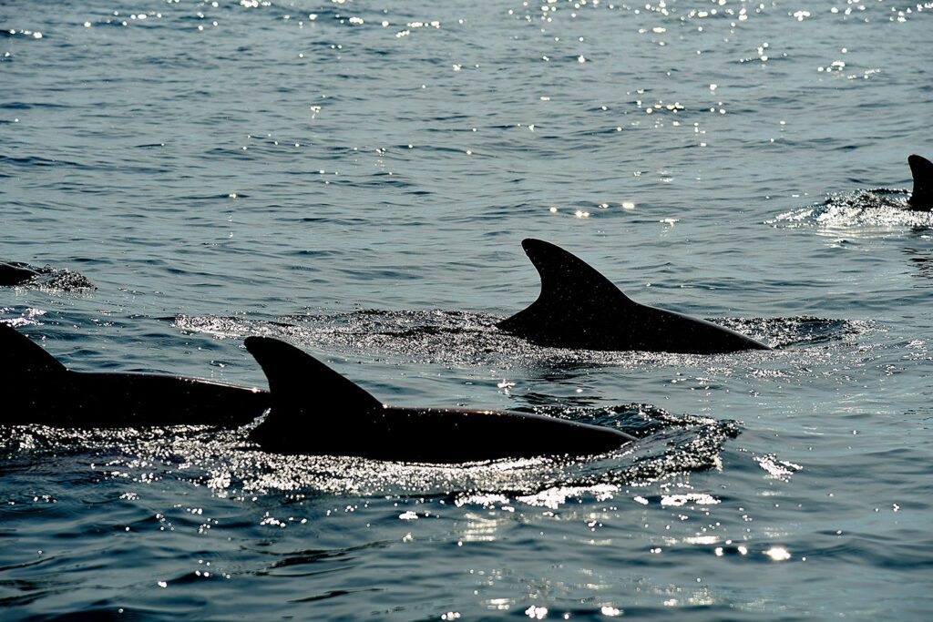 Dolphins At Hengam Island