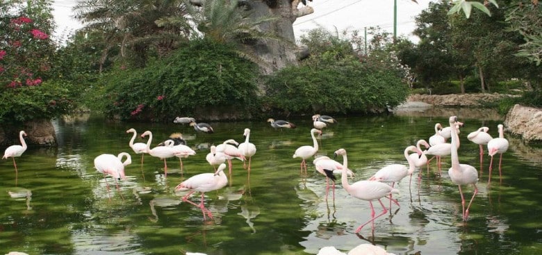 Bird Garden Of Kish