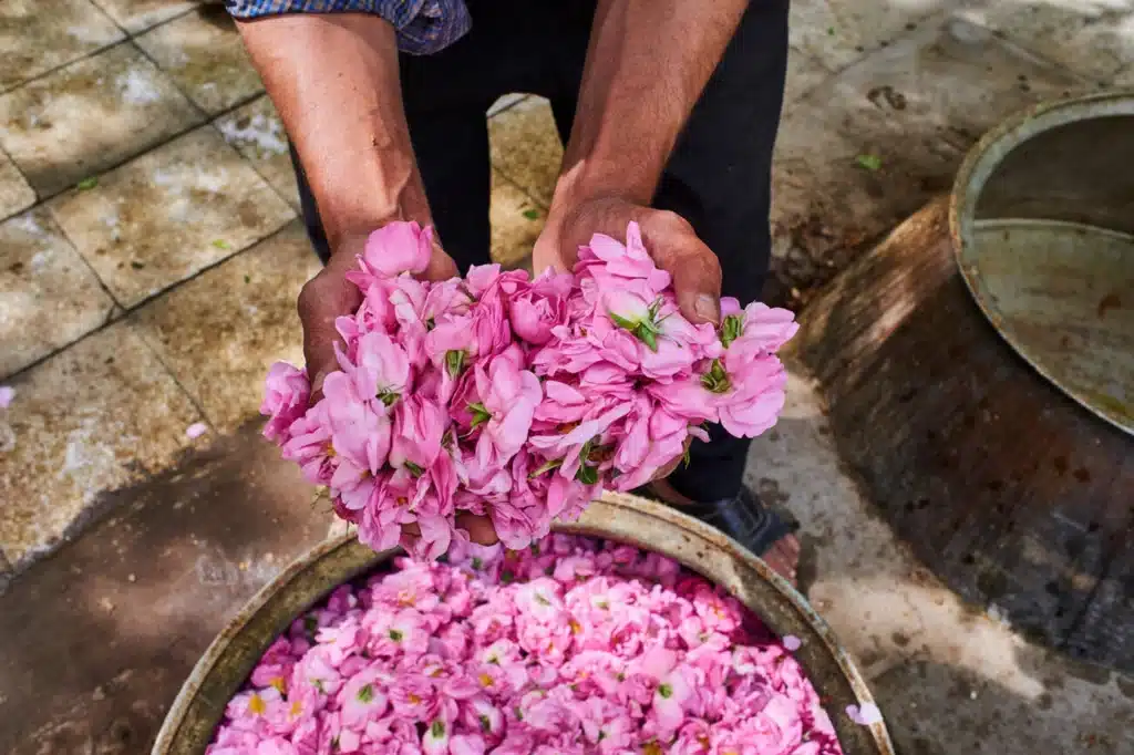 Kashan Rosewater Festival In May A Complete Guide