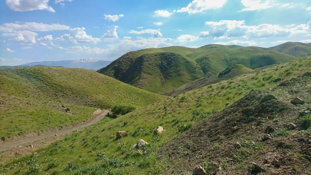 Grazing In The Highlands Of Lorestan