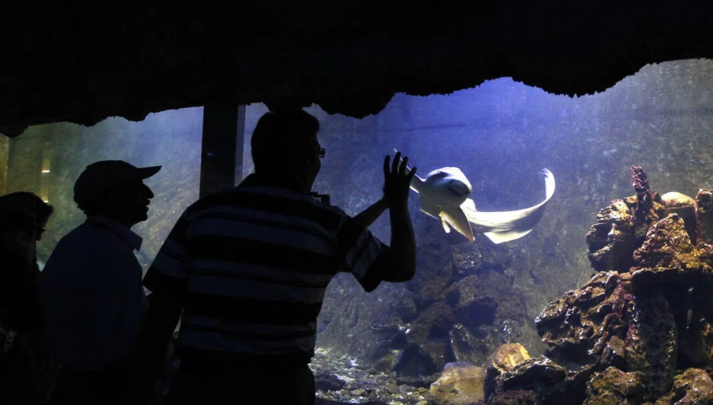 Iranians Watch A Shark Swimming In An Aquarium On Kish Island In Southern Iran