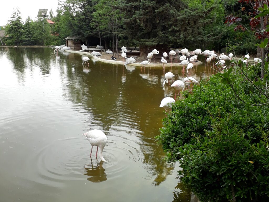 Bird Garden