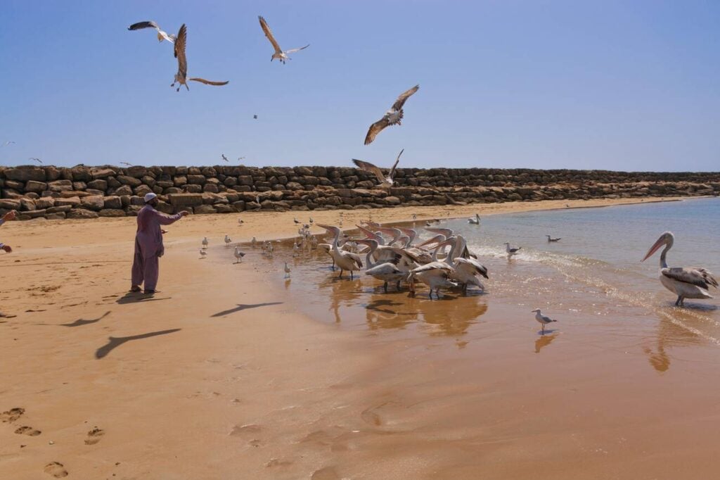 Dawn Feeding Frenzy, Chabahar