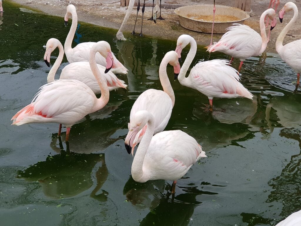 Mashhad Bird Garden