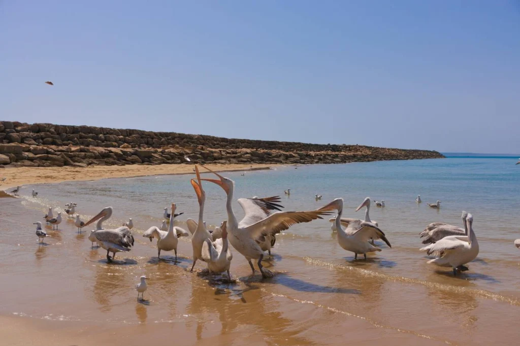 Mid‑Air Meal, Chabahar