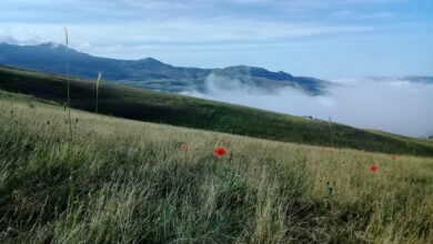 Talesh