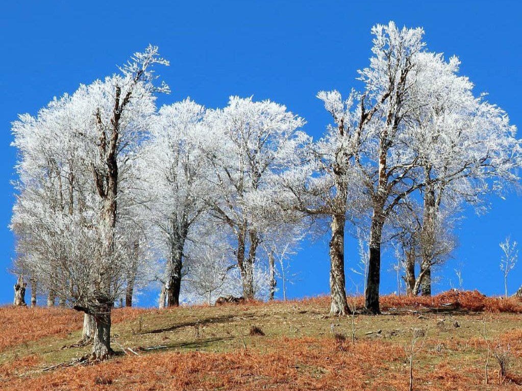 Talesh