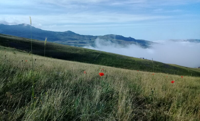 Talesh